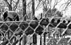 时隔58天北京动物园恢复开园 140余种动物室外迎