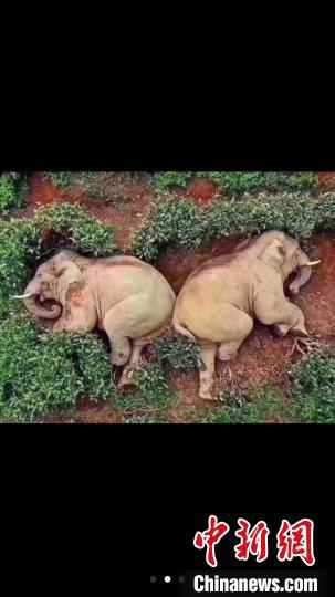  大象偷喝30公斤酒醉倒西双版纳茶园？官方：情况不实