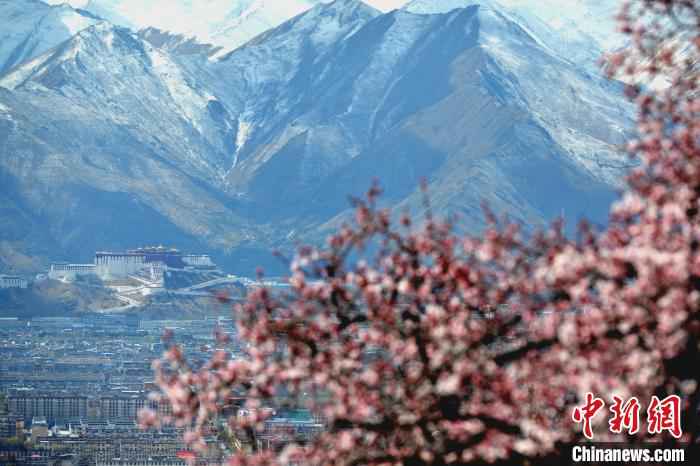 从帕邦喀远眺布达拉宫。 江飞波 摄 绝美四月 西藏拉萨古寺桃花盛开