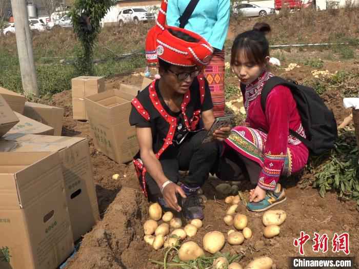 图为直播现场。 刀志楠 摄 “农民院士”朱有勇田间直播卖土豆 助力云南脱贫攻坚